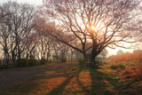 扶桑うす紅桜 朝陽