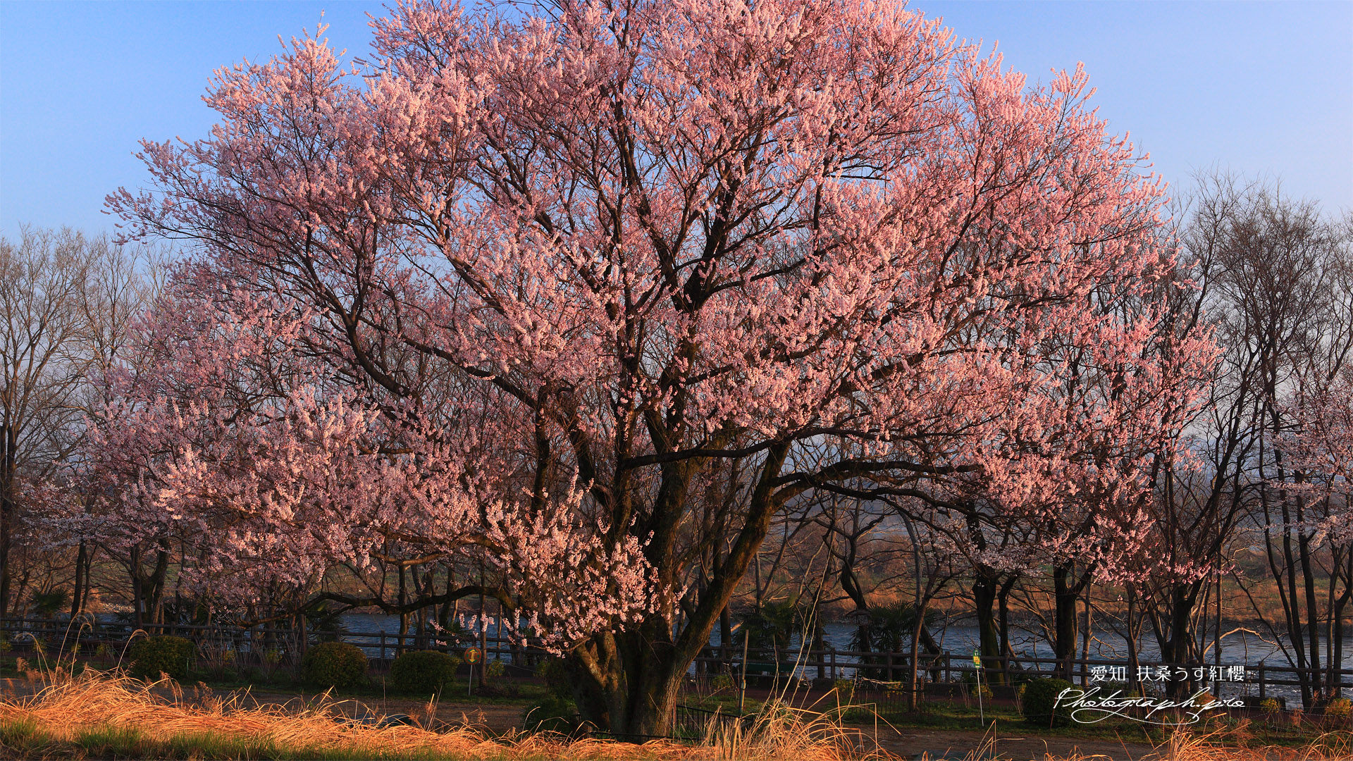 扶桑うす紅桜 江戸彼岸桜