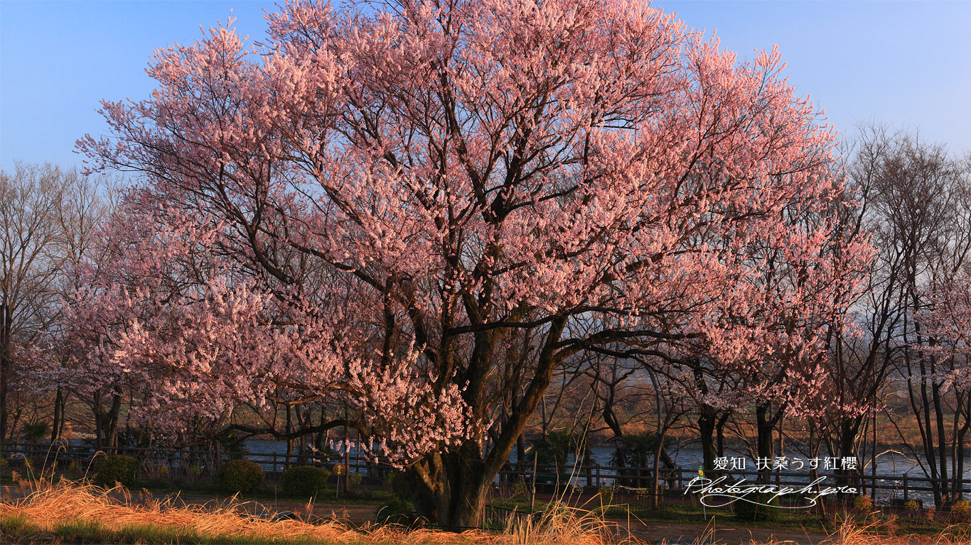 扶桑うす紅桜 江戸彼岸桜 壁紙