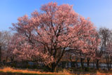 扶桑うす紅桜 江戸彼岸桜
