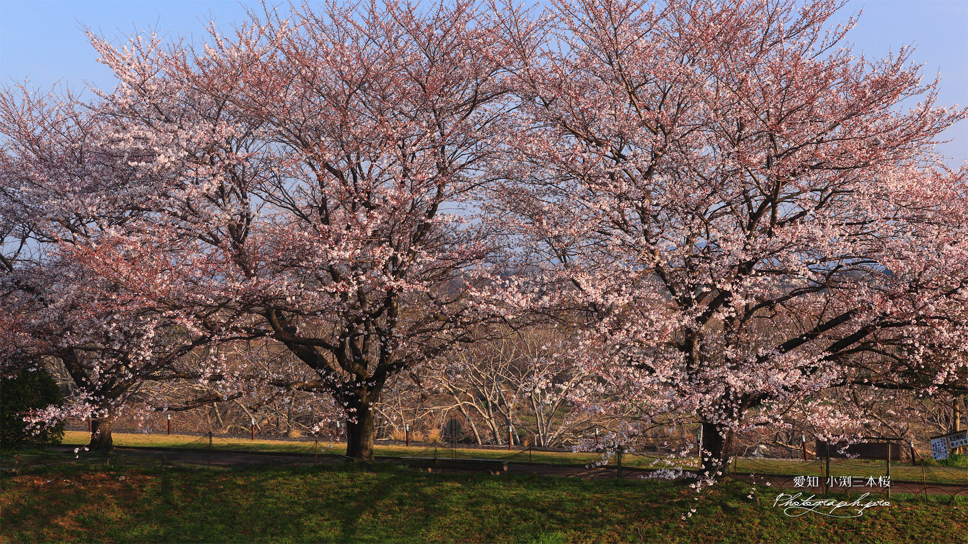 木曽川扶桑緑地公園 小渕三本桜