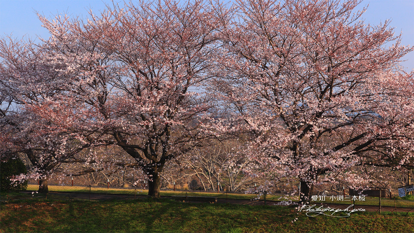 木曽川扶桑緑地公園 小渕三本桜 壁紙