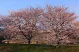 木曽川扶桑緑地公園 小渕三本桜