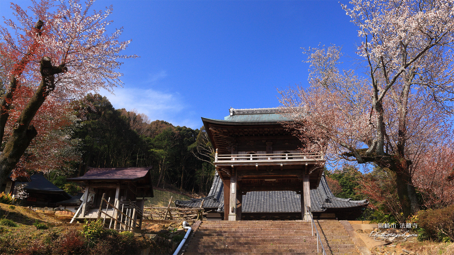法蔵寺 ヤマザクラと山門