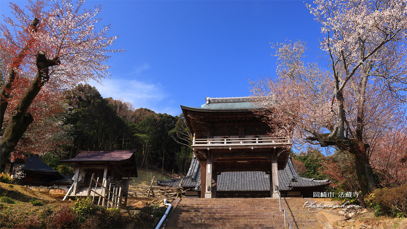 法蔵寺 ヤマザクラと山門 壁紙