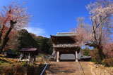 法蔵寺 ヤマザクラと山門