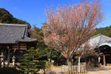 法蔵寺のさくら