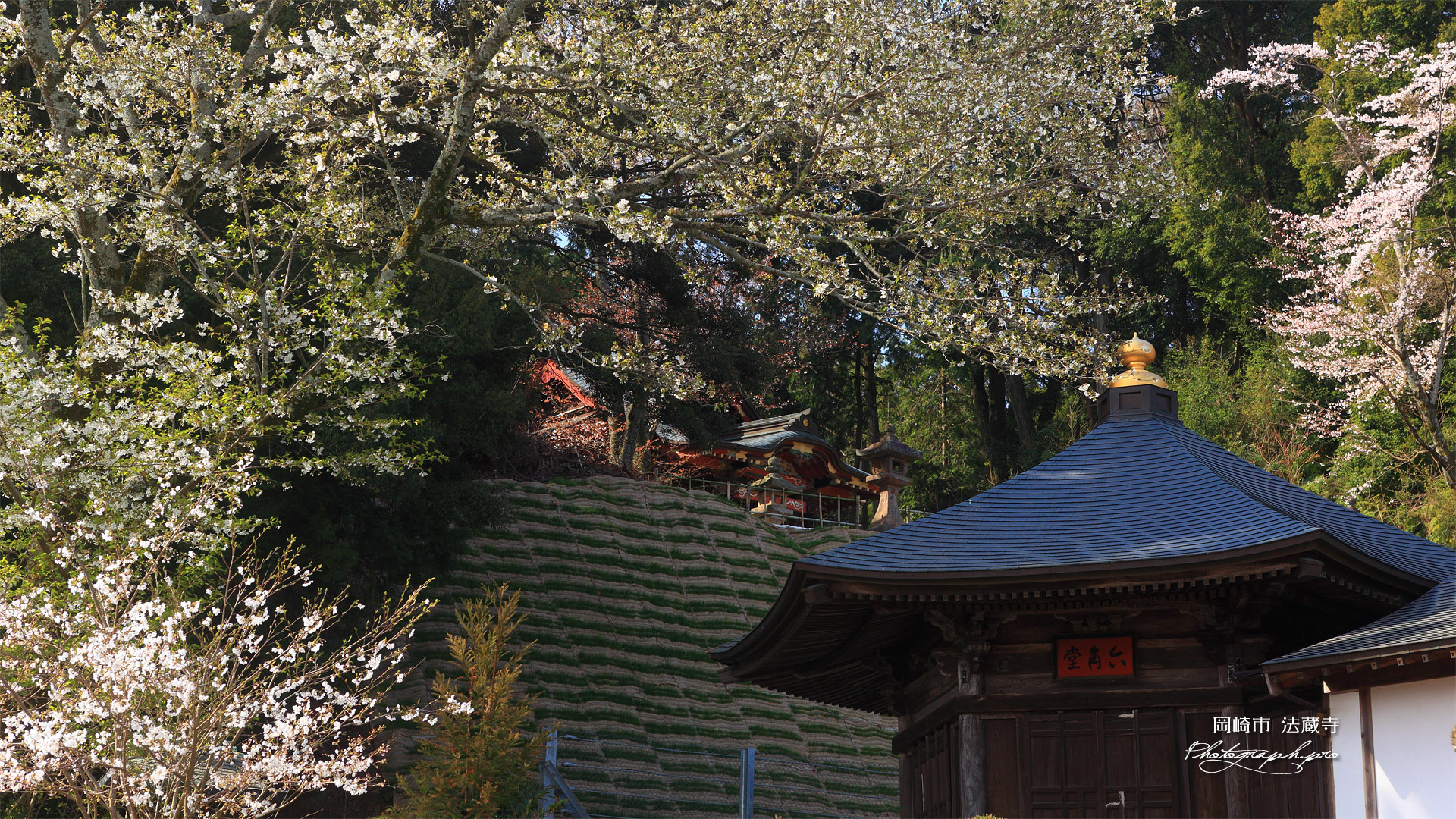 法蔵寺 オオシマザクラと六角堂