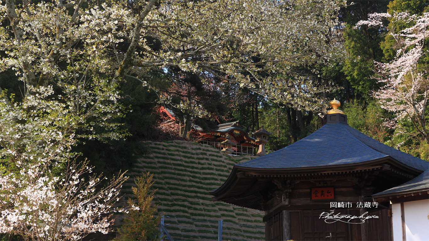 法蔵寺 オオシマザクラと六角堂 壁紙