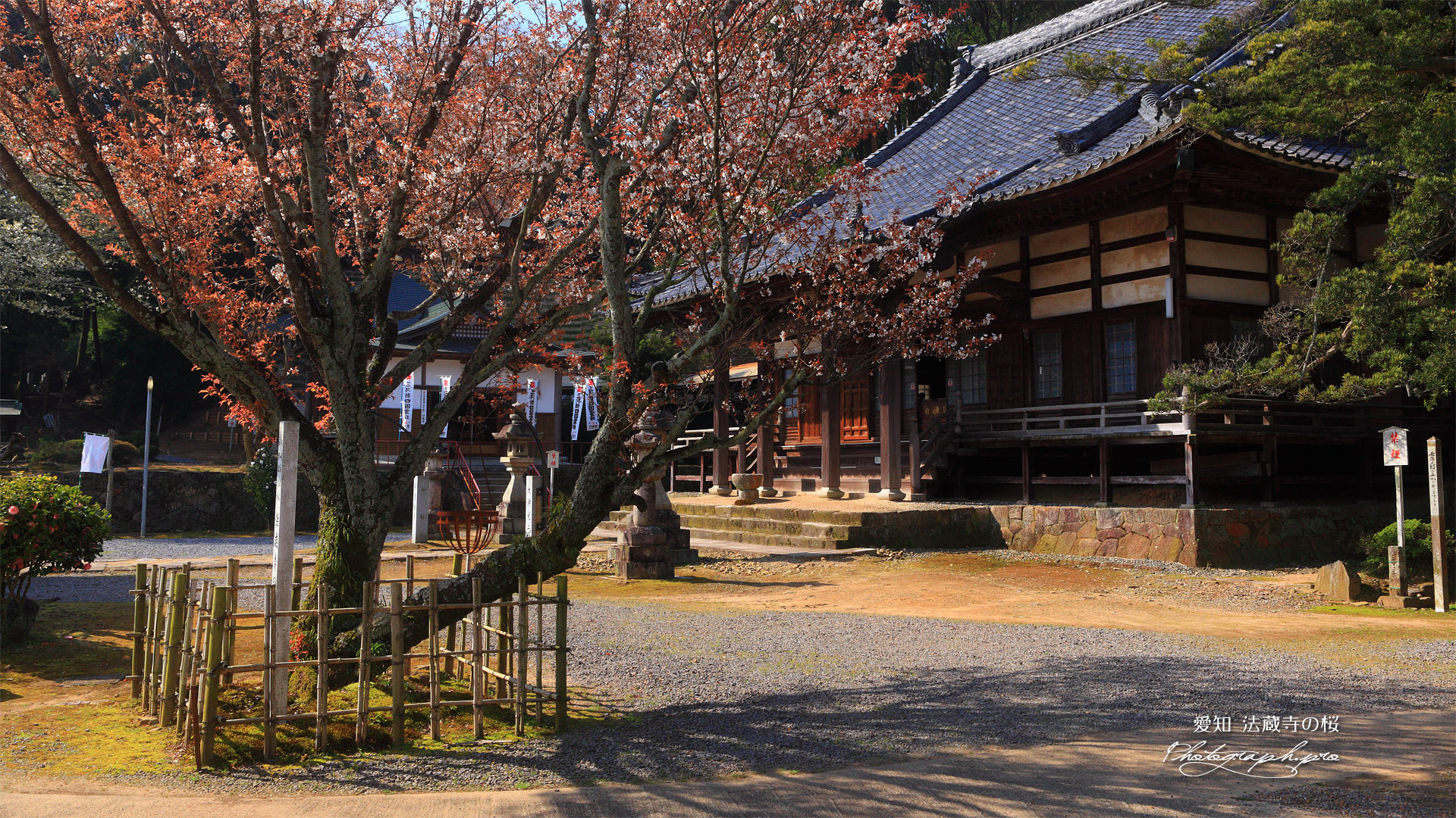 法蔵寺の桜