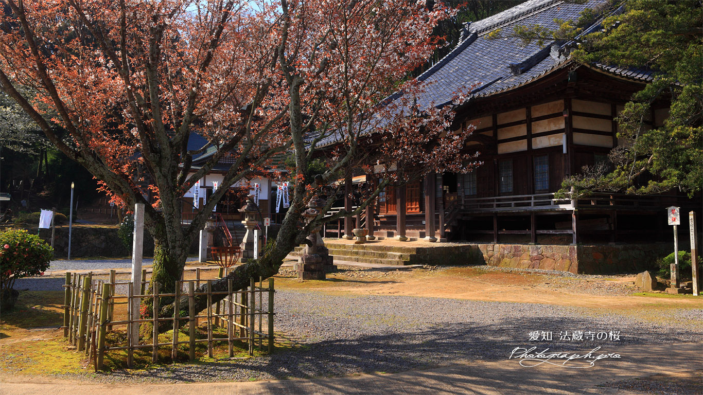 法蔵寺の桜 壁紙