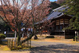 法蔵寺の桜