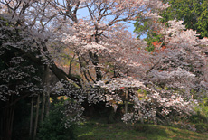 松沢寺のヤマザクラ