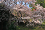 松沢寺のヤマザクラ