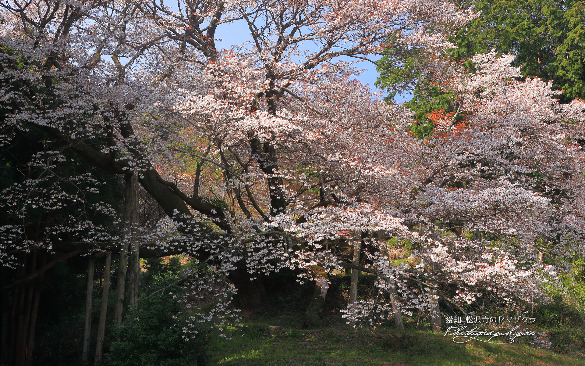 松沢寺のヤマザクラ