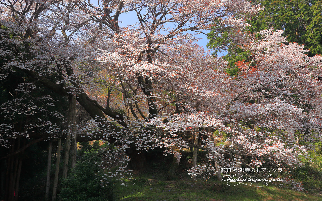松沢寺のヤマザクラ 壁紙