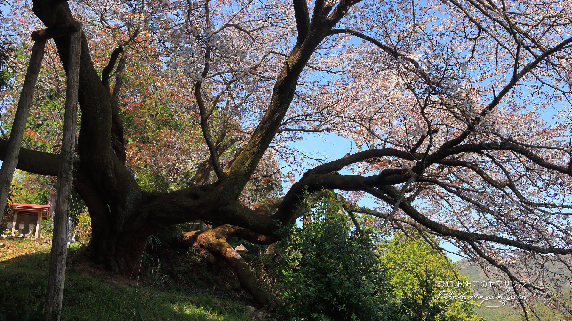 松沢寺のヤマザクラ