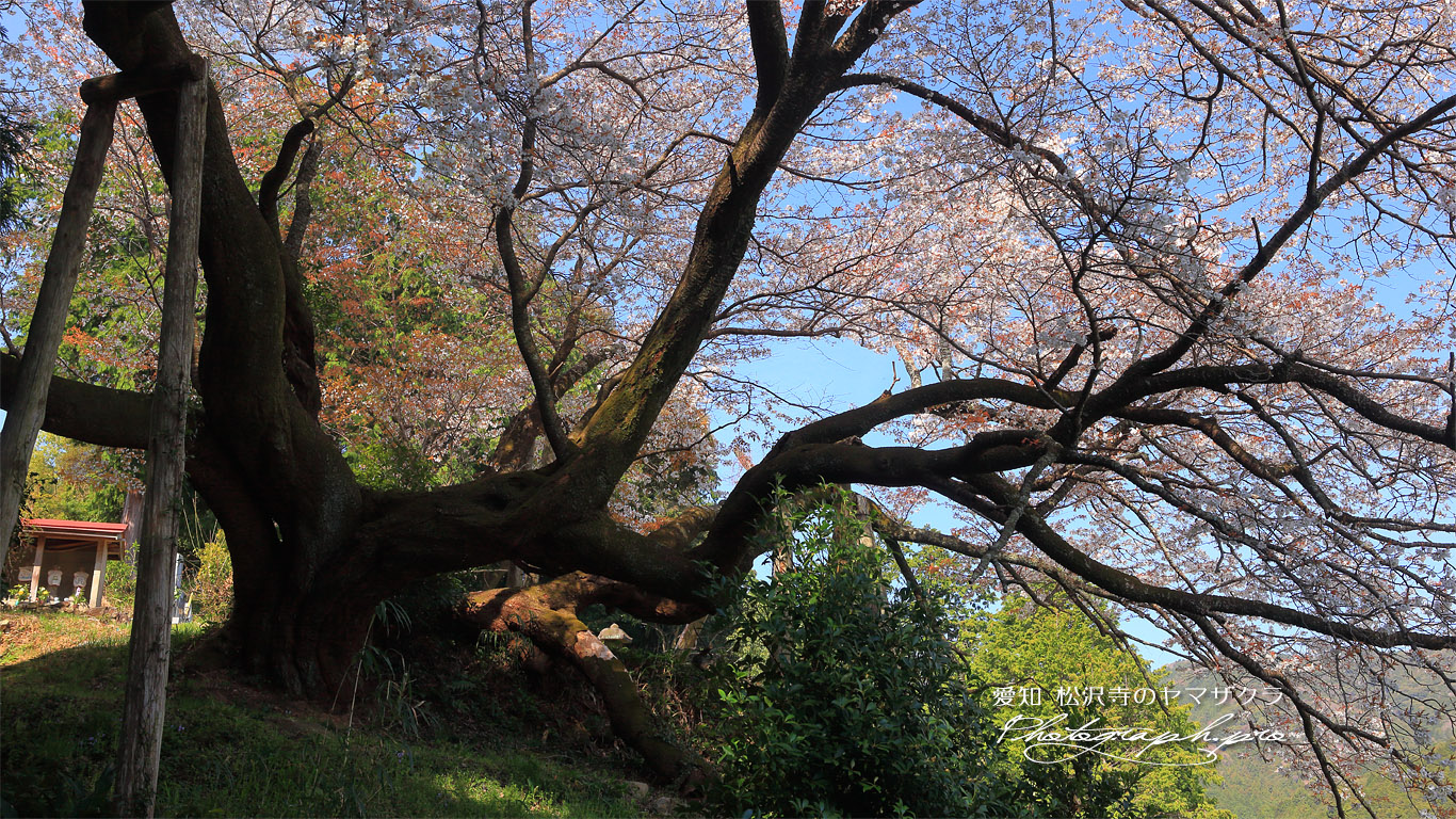 松沢寺のヤマザクラ 壁紙