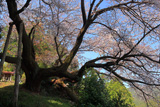 松沢寺のヤマザクラ