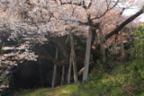 松沢寺のヤマザクラ