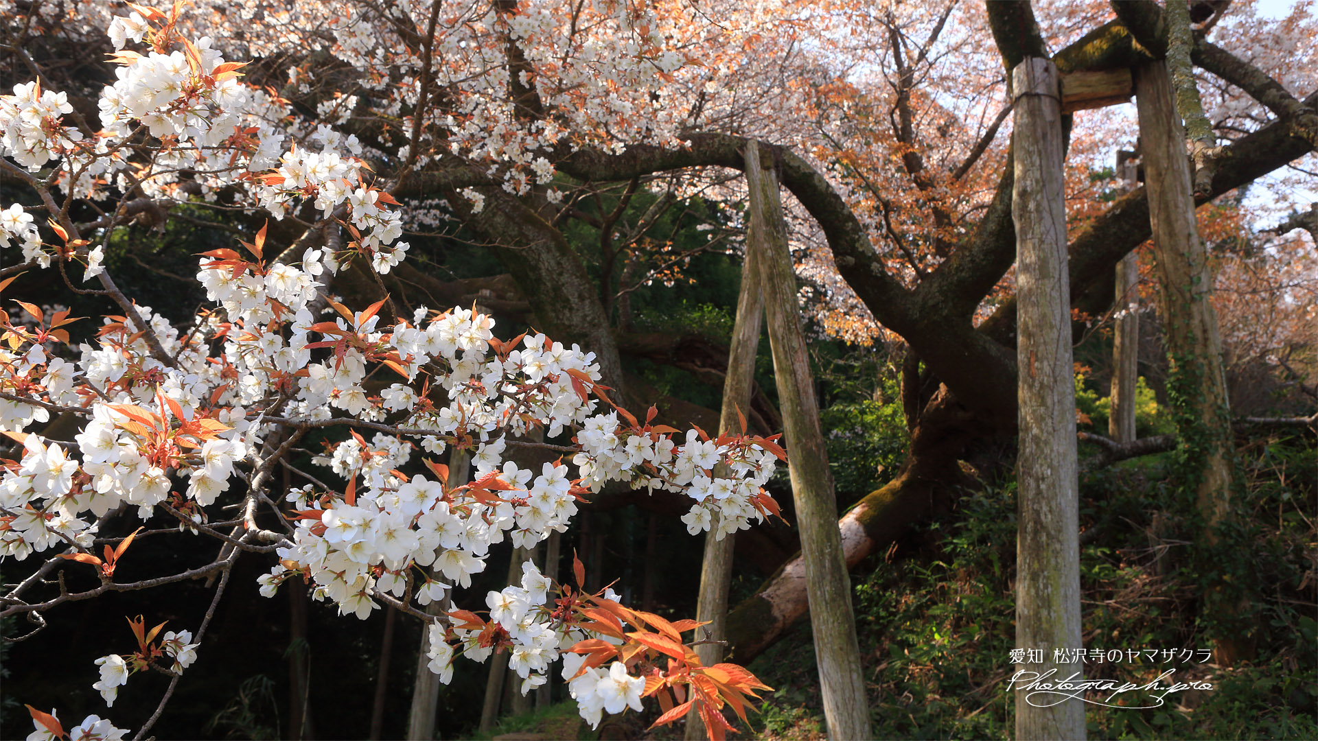 松沢寺のヤマザクラ