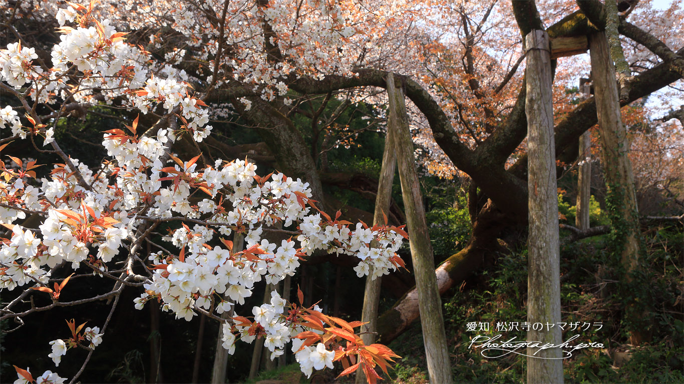 松沢寺のヤマザクラ 壁紙