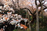 松沢寺のヤマザクラ