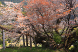 松沢寺のヤマザクラ