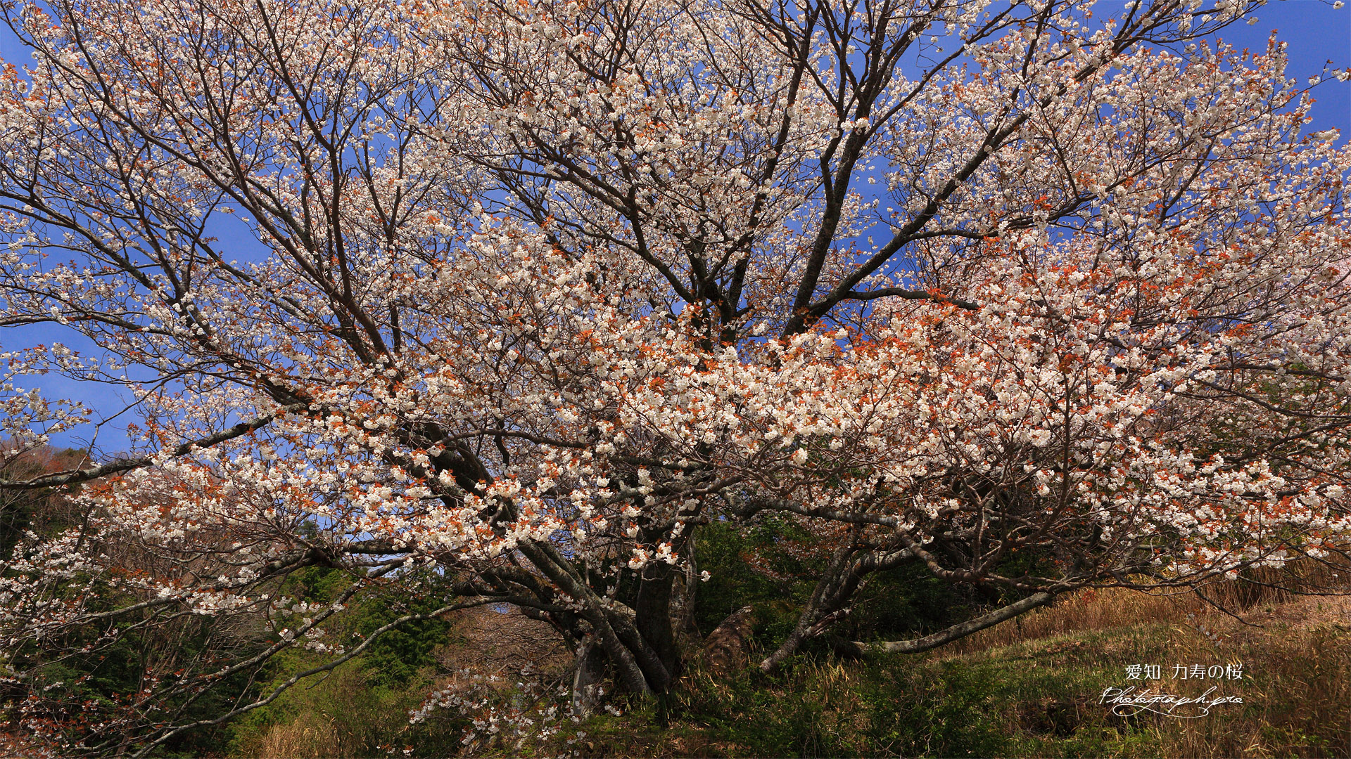 力寿姫の桜