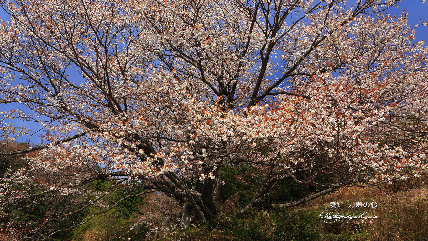 力寿姫の桜 壁紙