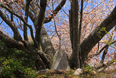力寿の桜