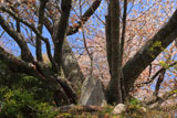 力寿の桜