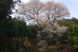 吉祥桜