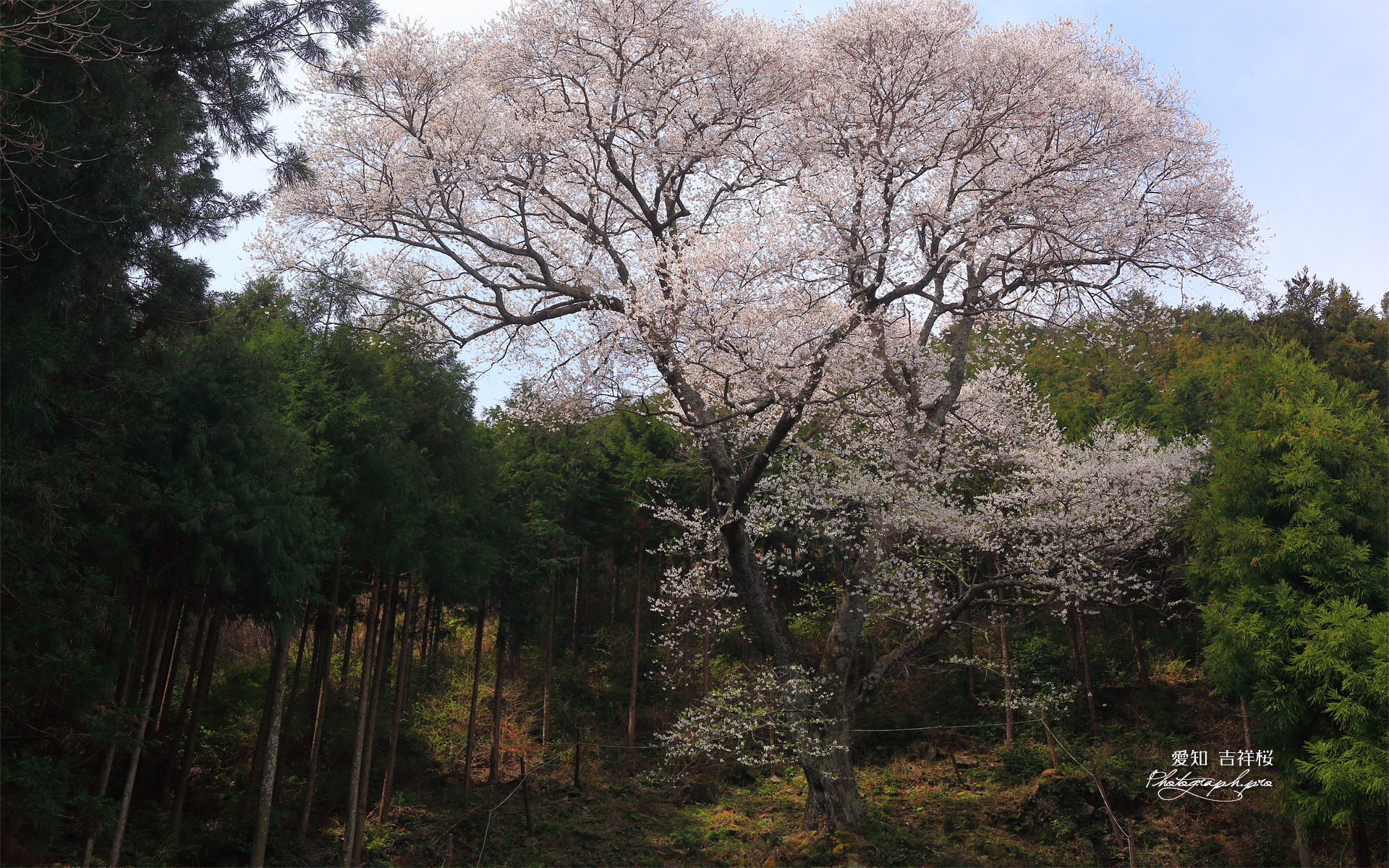 吉祥桜