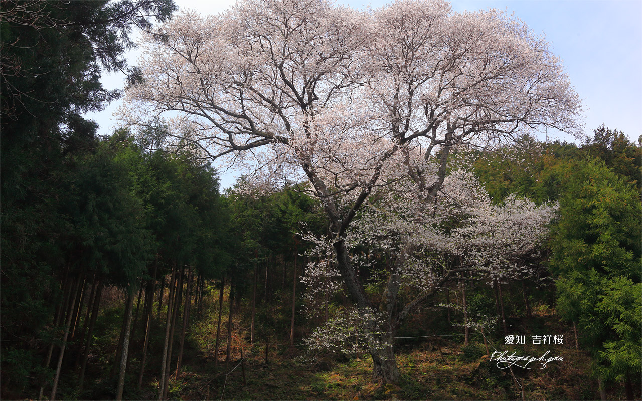 吉祥桜 壁紙