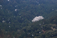 吉祥桜