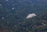 吉祥桜