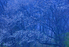 都夫良野の頼朝桜