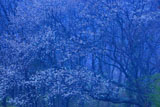 都夫良野の頼朝桜