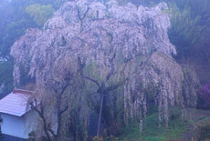 鶴牧西公園のシダレザクラ