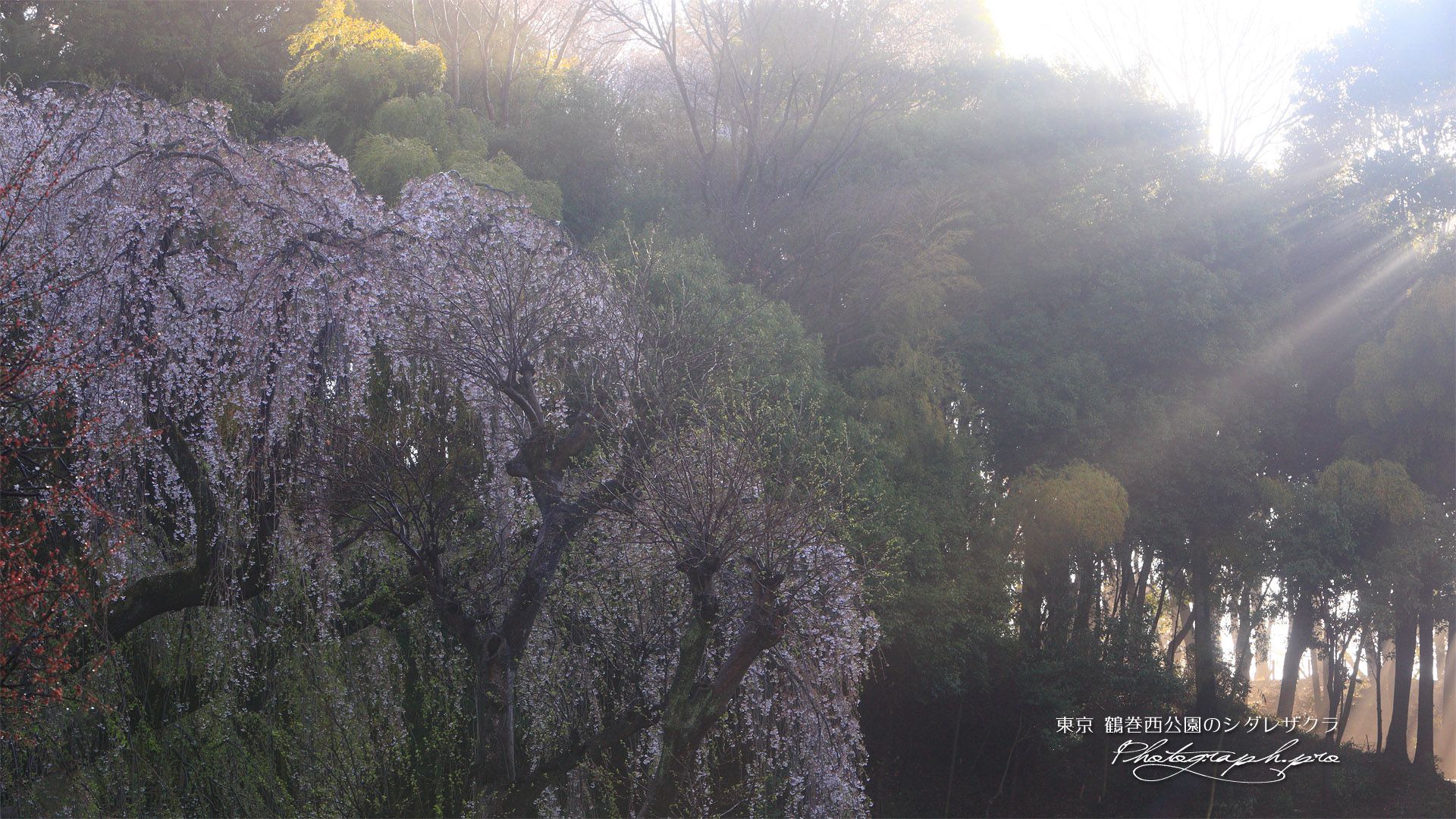 鶴牧西公園の枝垂れ桜