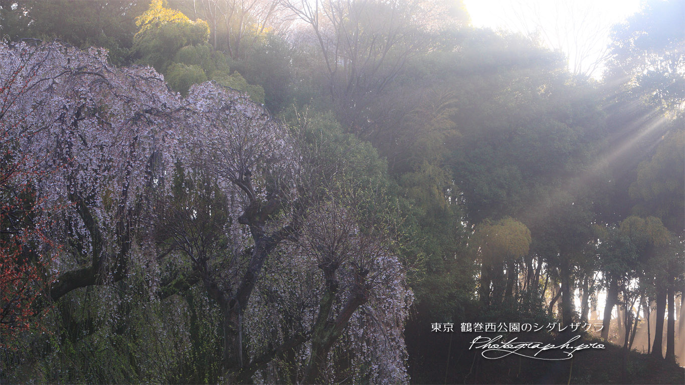鶴牧西公園の枝垂れ桜 壁紙