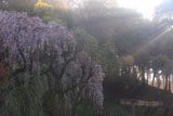 鶴牧西公園の枝垂れ桜