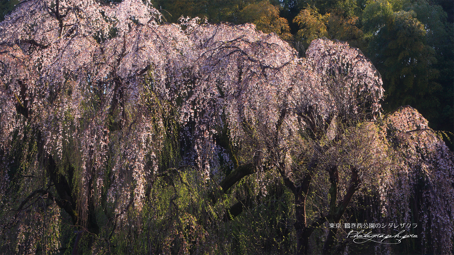鶴牧西公園のしだれ桜