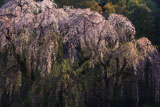 鶴牧西公園のしだれ桜
