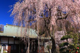 金南寺のしだれ桜