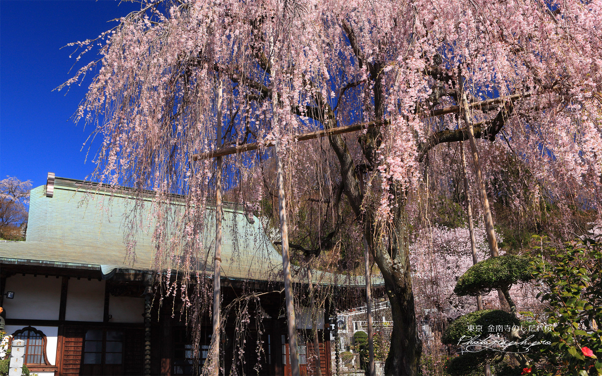 金南寺のしだれ桜
