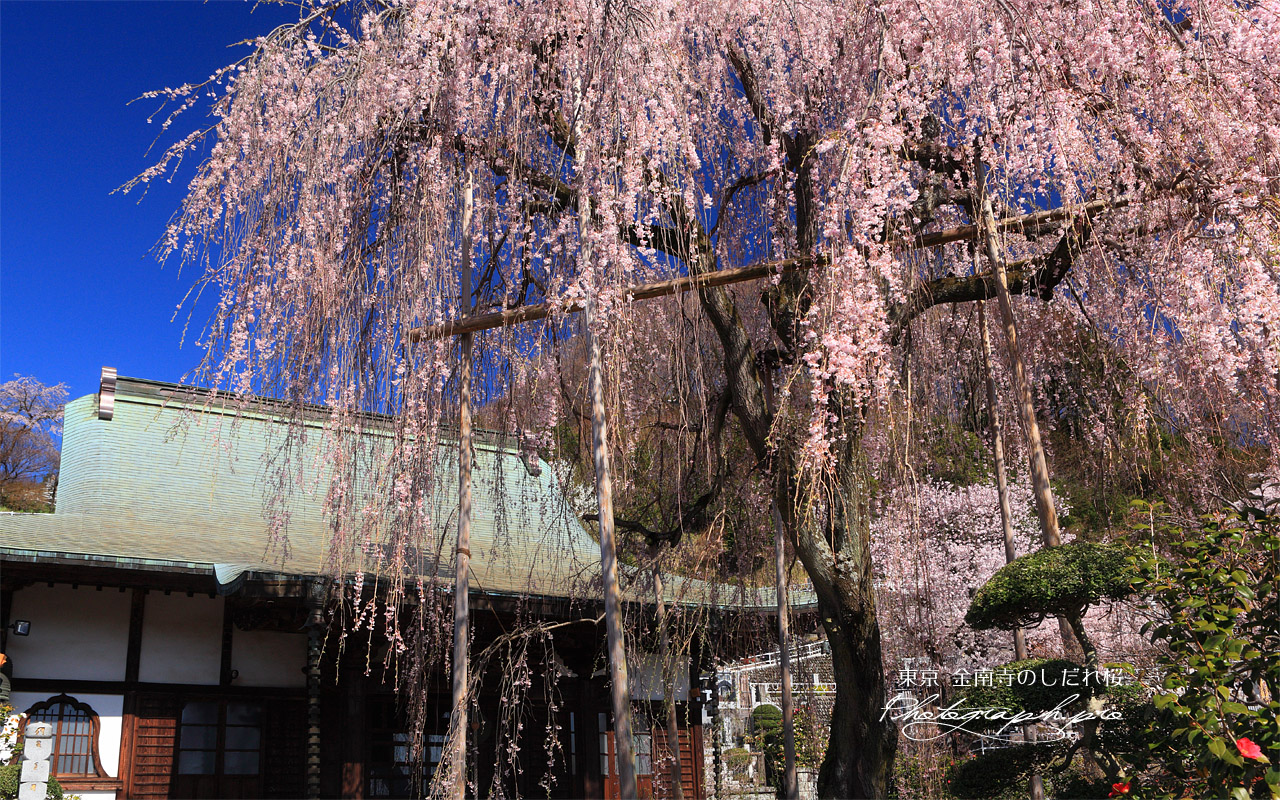金南寺のしだれ桜 壁紙
