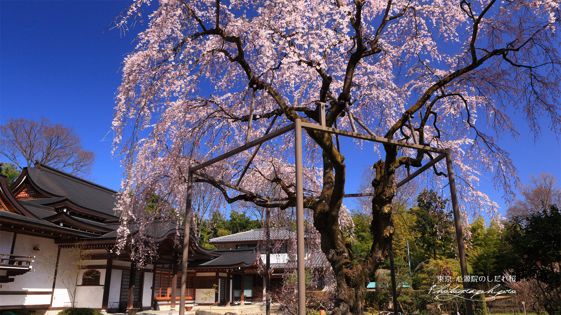 心源院のしだれ桜