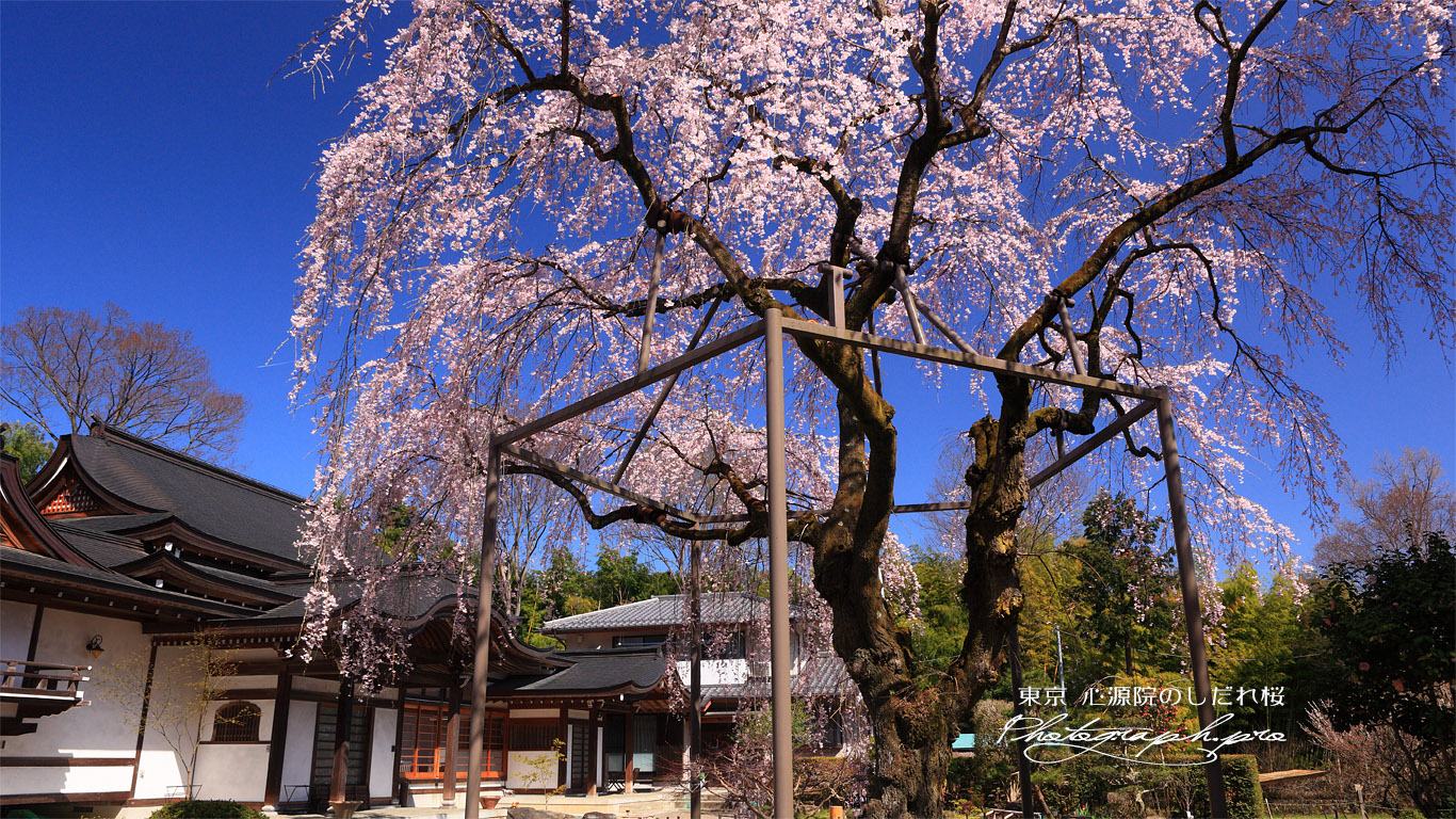 心源院のしだれ桜 壁紙